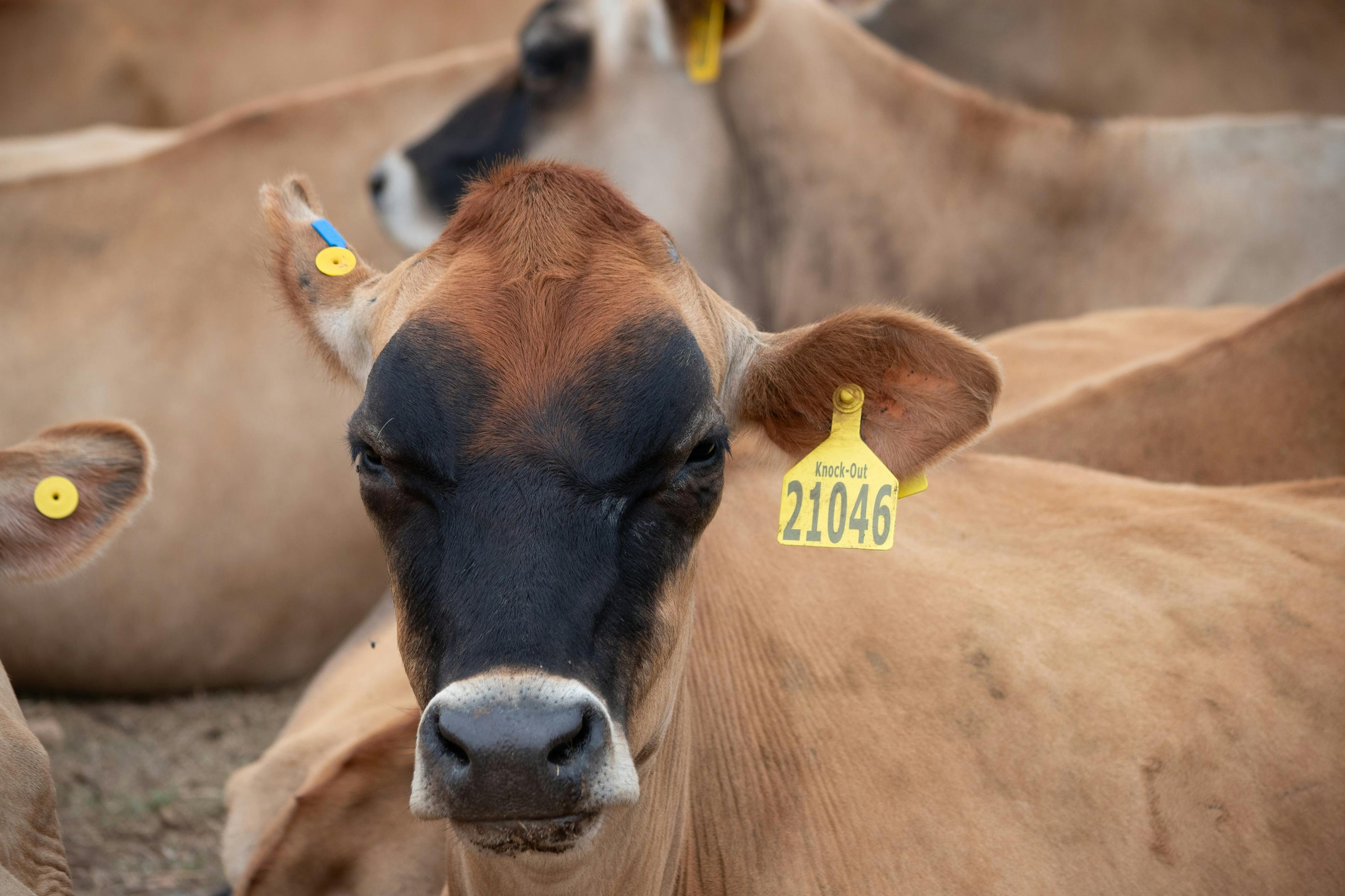 Tags & Marking