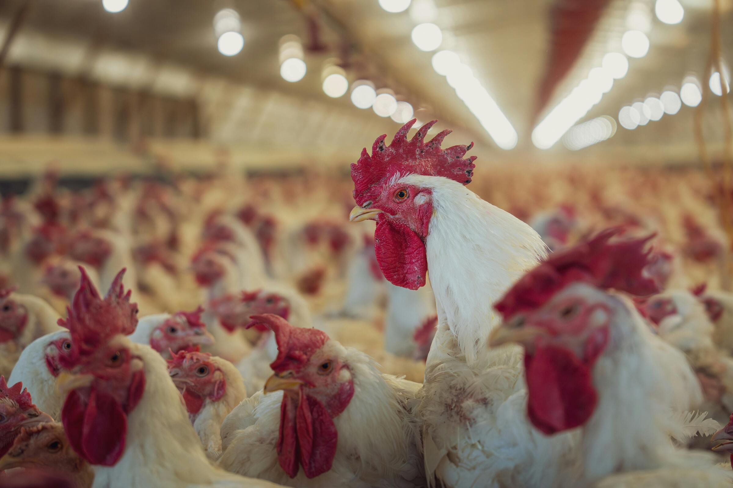 Poultry supplies