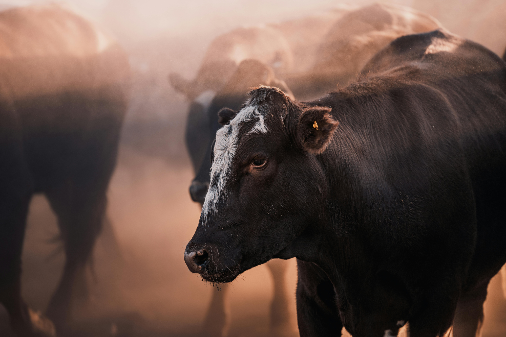 Wound Care & Topical Livestock Care